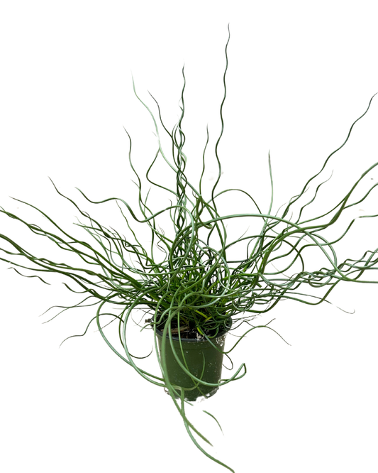 4" Corkscrew Rush - Juncas Spiralis - Wholesale Plant