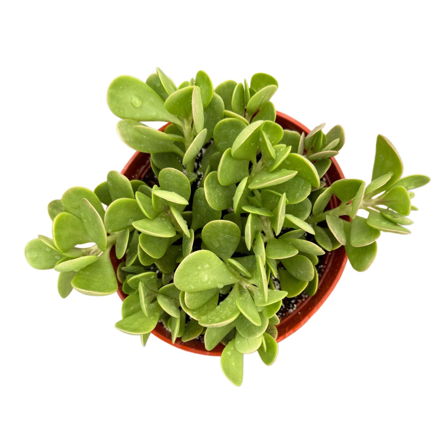 Trailing Jade Senecio Jacobsenii 4In