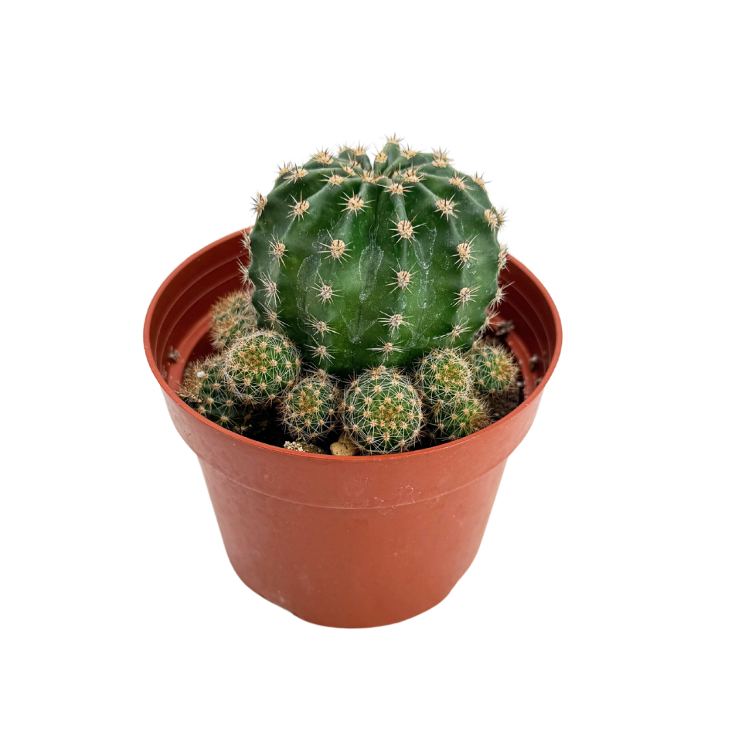 Easter Lilly Cactus 4 Inch Echinopsis Oxygona