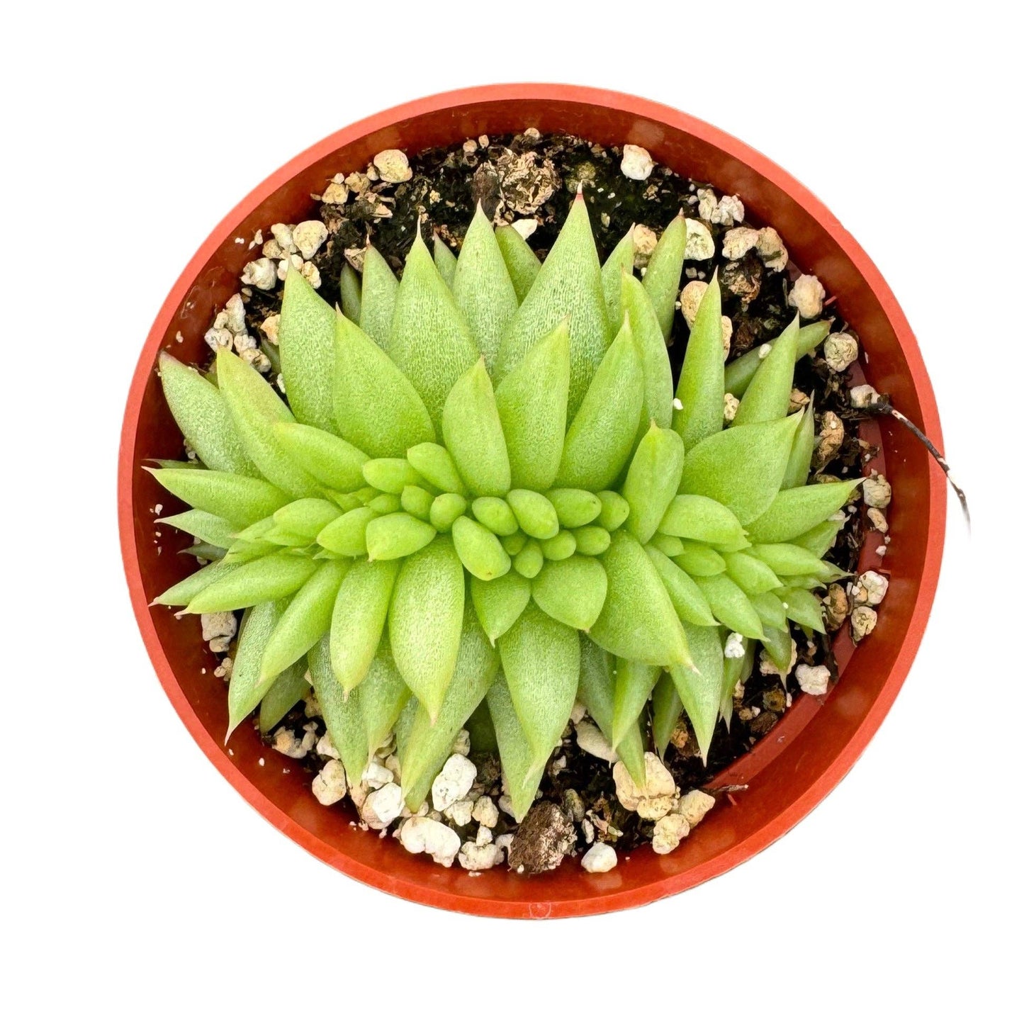Crested Echeveria Agavoides 4 Inch Echeveria Agavoides Cristata