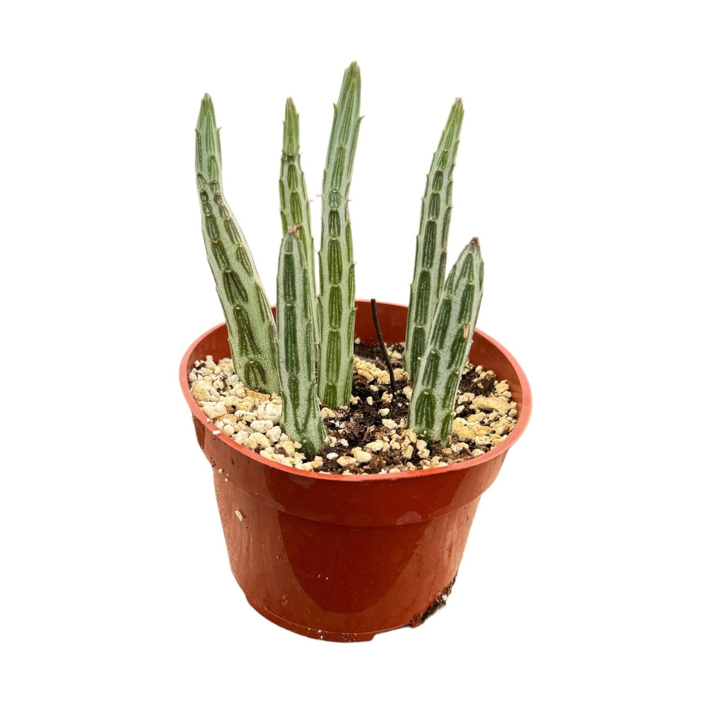 Pickle Plant 4 Inch Senecio Stapeliiformis