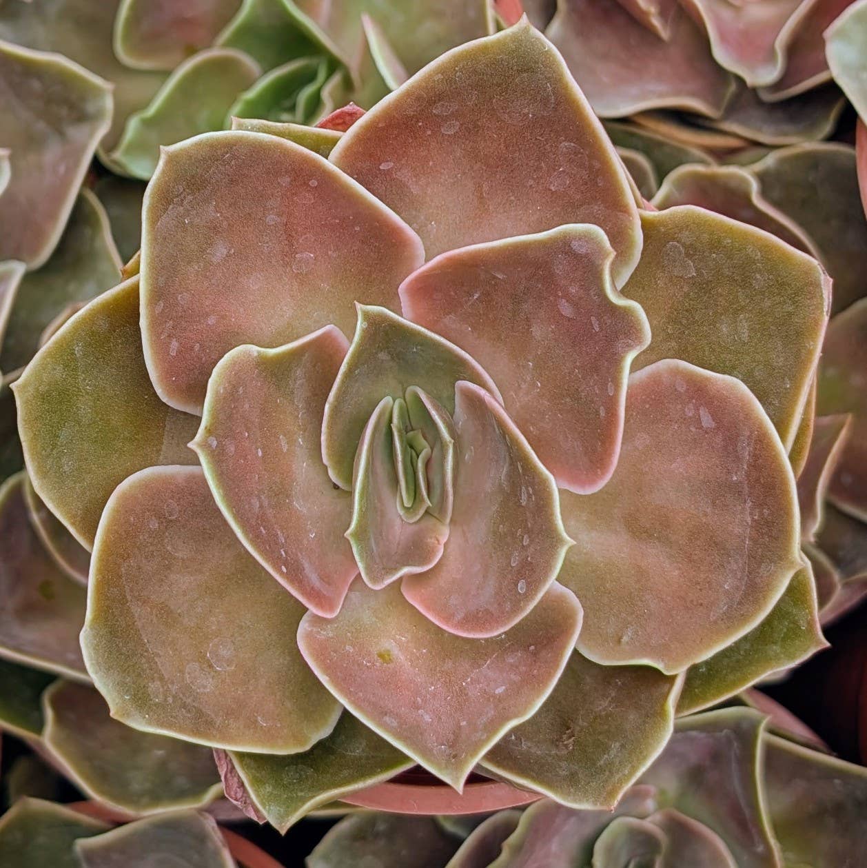 Echeveria Fireglow Large