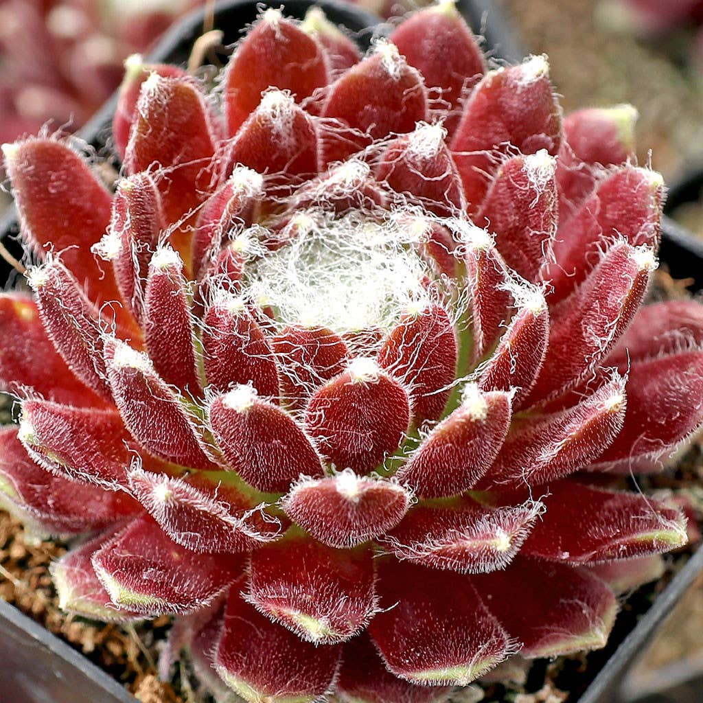 Sempervivum Red Pluche