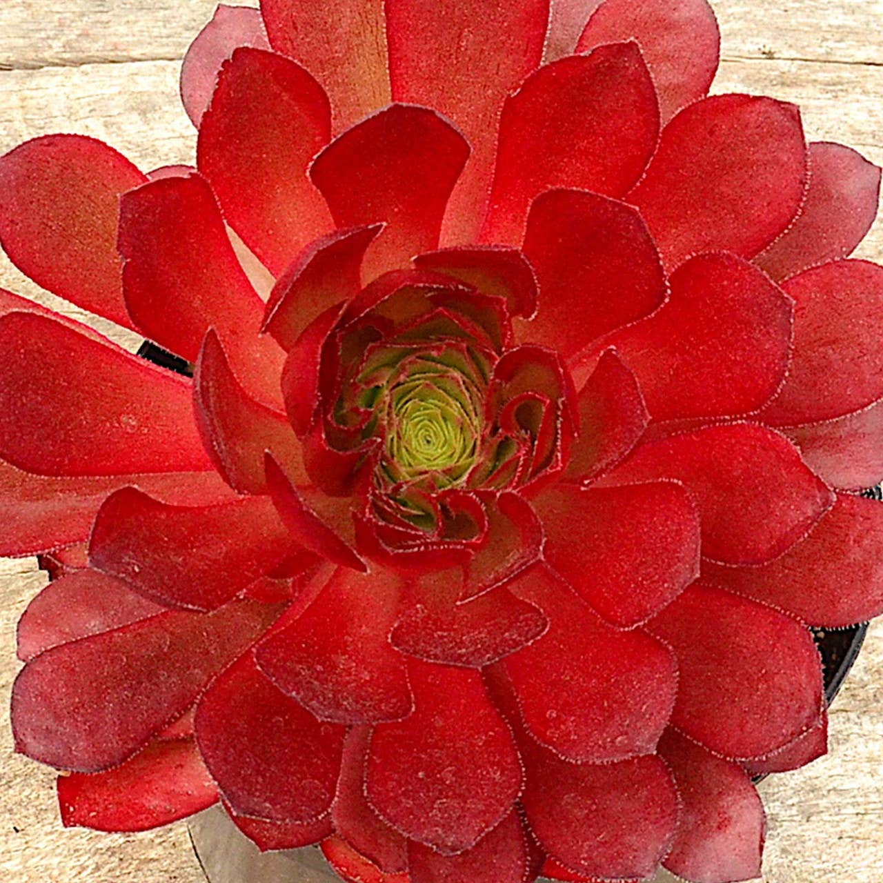 Semponium Sienna