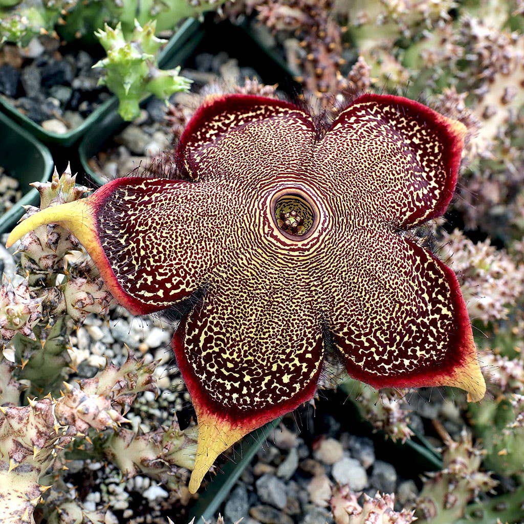 Edithcolea Grandis Persian Carpet Flower Large