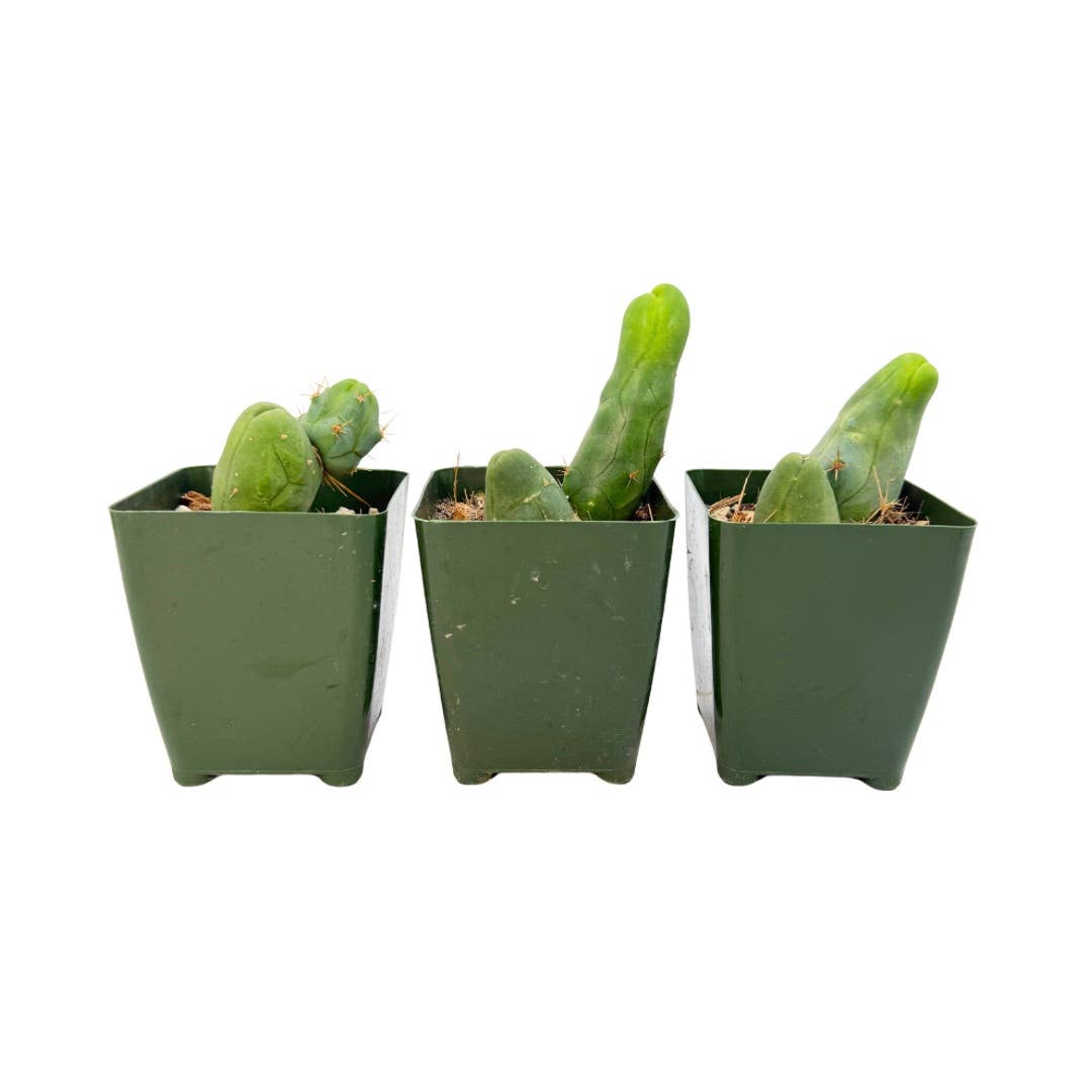 Penis Cactus | 3.25 inch | Trichocereus bridgesii monstrose