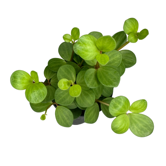 4" Peperomia Hope (Peperomia deppeana) – Live Houseplant