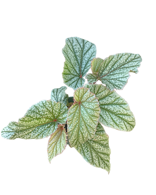 4" Begonia Don Miller - Wholesale Live Plant