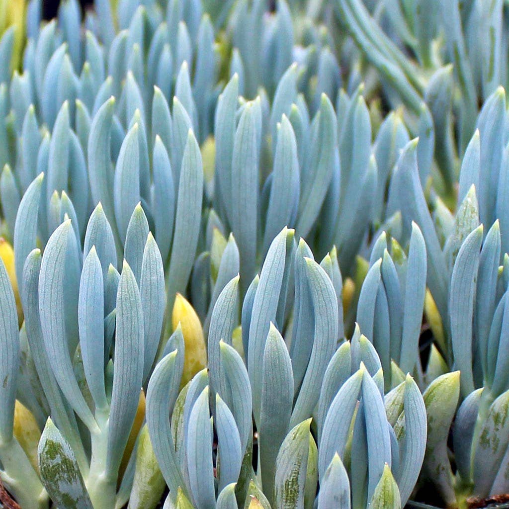 Senecio Mandraliscae Blue Chalksticks