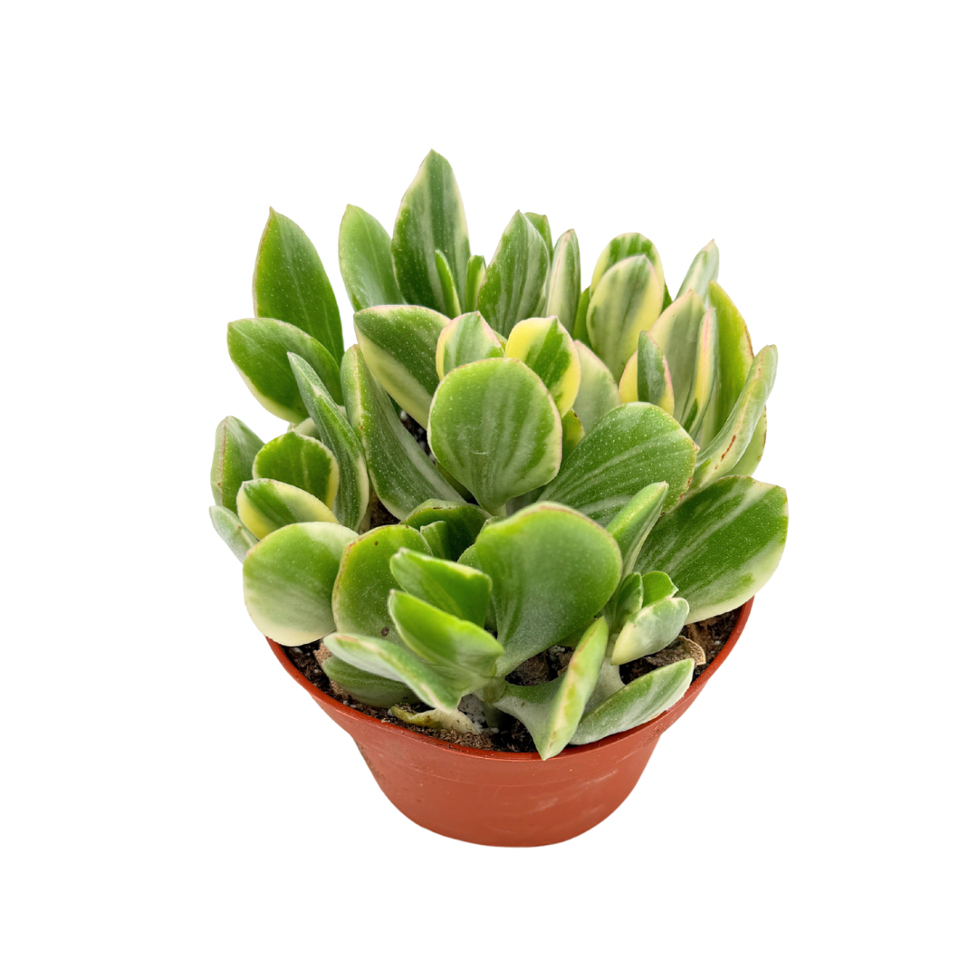 Tricolor Jade | 4 inch | Crassula ovata ‘Tricolor’