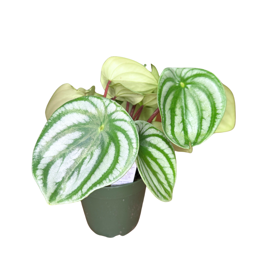Peperomia Watermelon Peperomia 4In