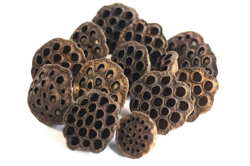 Natural Lotus Pod Heads 3-4 inch Diameter