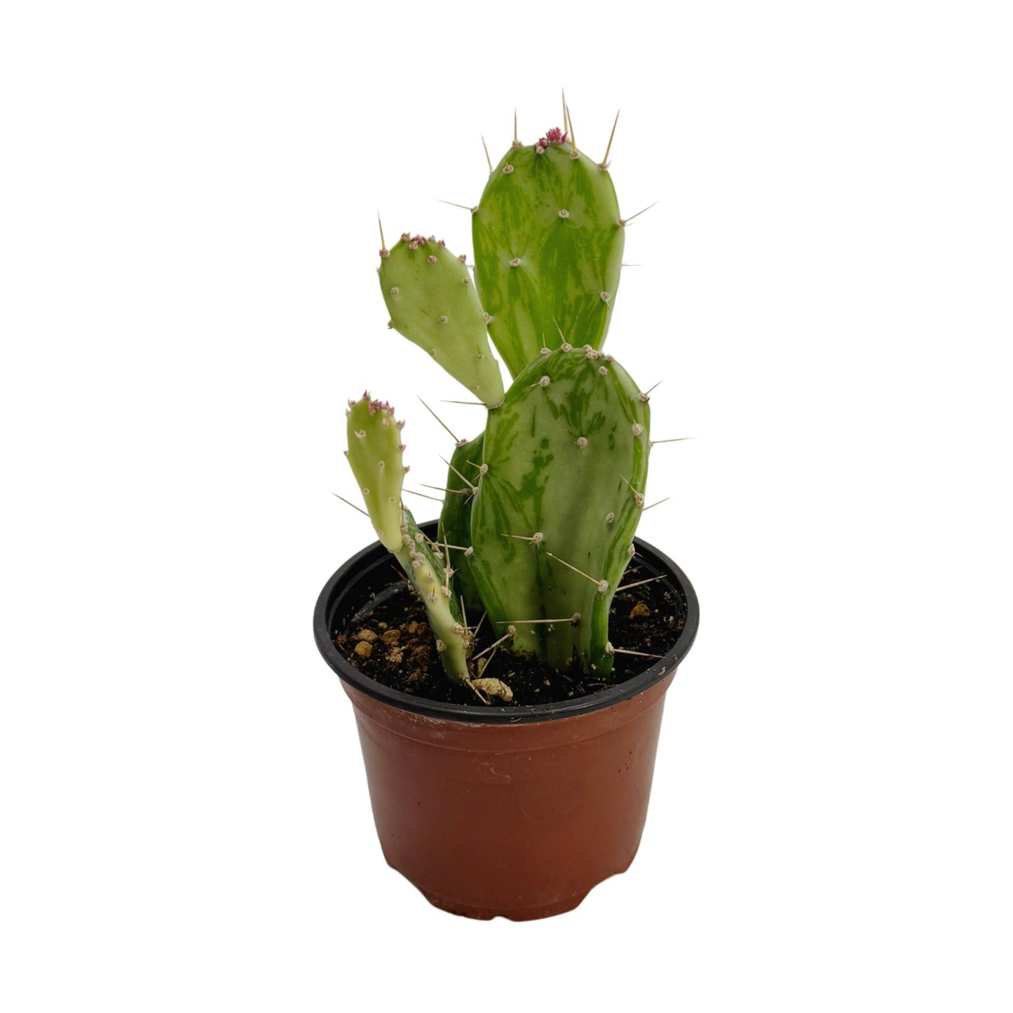 Variegated Ghost Prickly Pear 4 Inch Opuntia Jamaicensis F Variegata Ghost