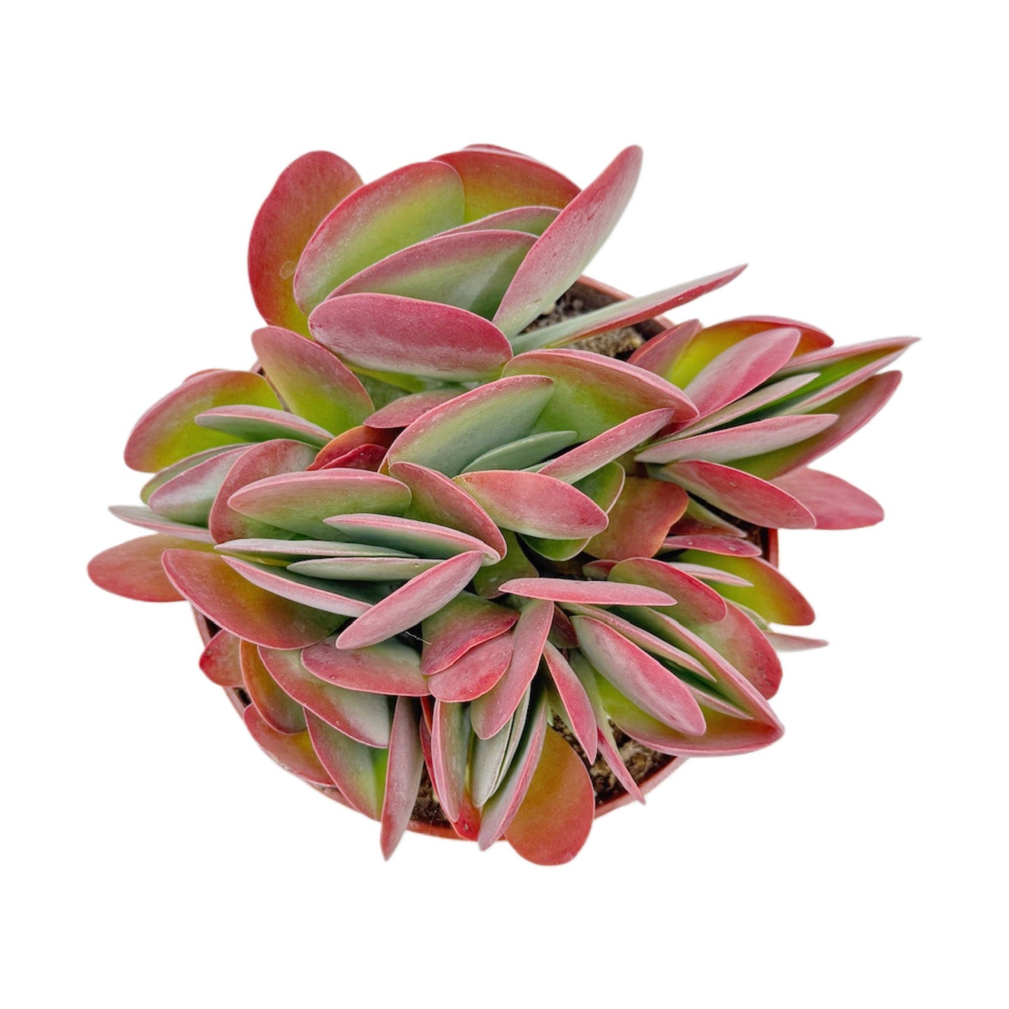 Flapjacks Succulent 6 Inch Kalanchoe Luciae