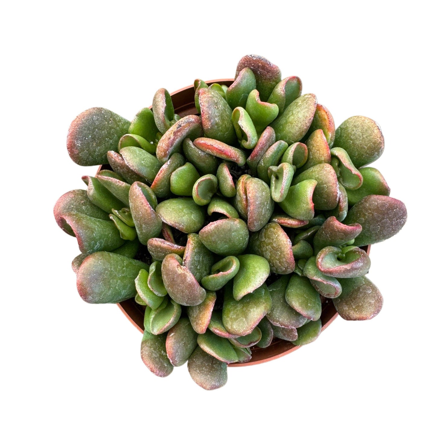 Ogre Ear Jade | 4 inch | Crassula ovata 'Ogre's Ear'