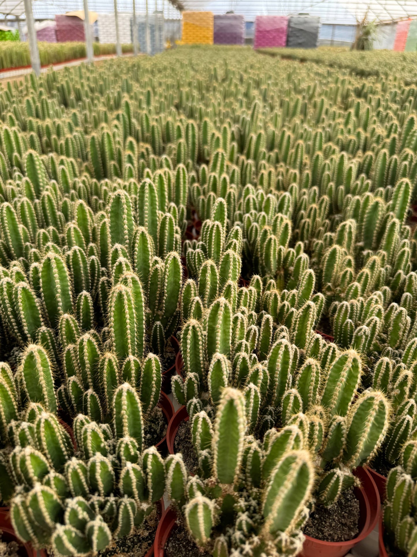 Fairy Castle Cactus 3 5 Inch Acanthocereus Tetragonus