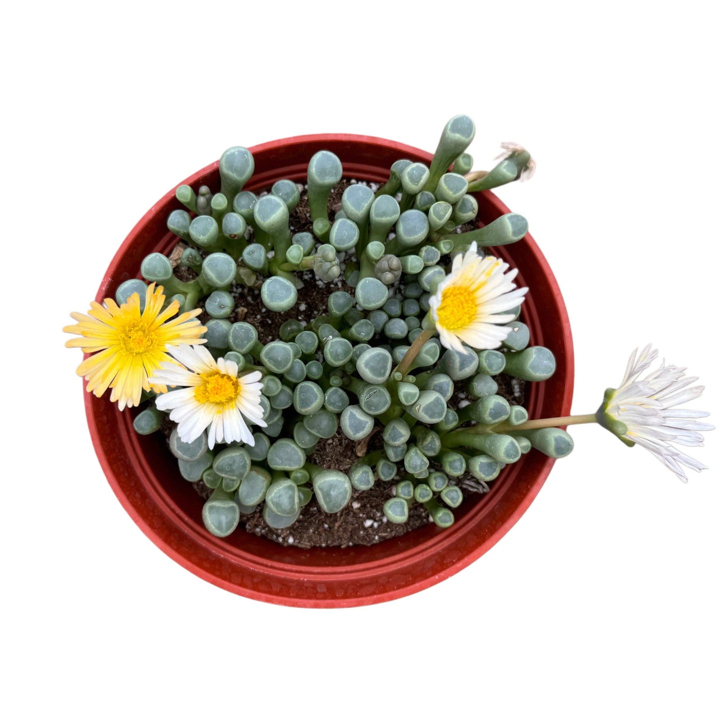 Baby Toes | 4 inch | Fenestraria aurantiaca