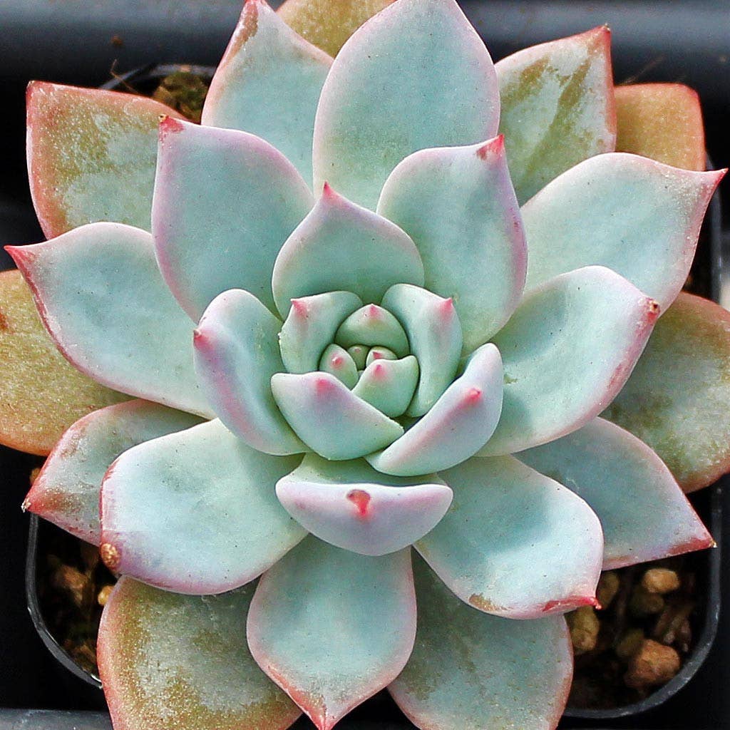 Echeveria Blue Bird
