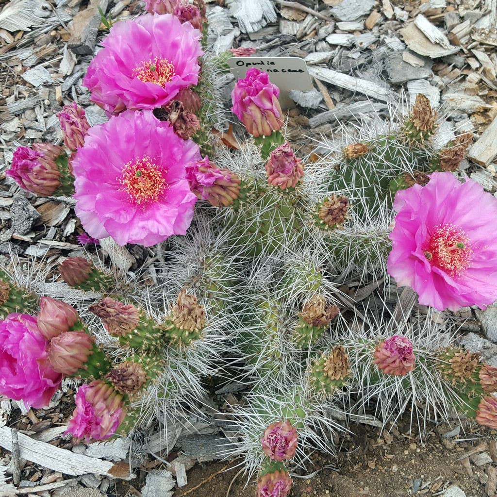 Opuntia Polyacantha Var Erinacea Cherry 5 6