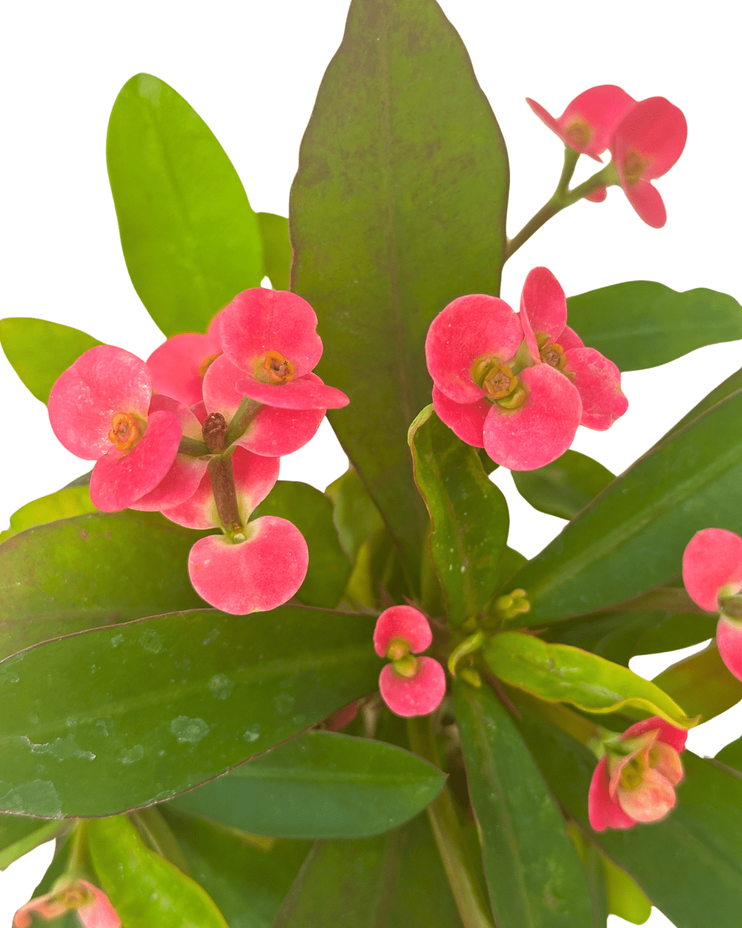 Crown Thorns Pink 5in - Glass Garden Studio