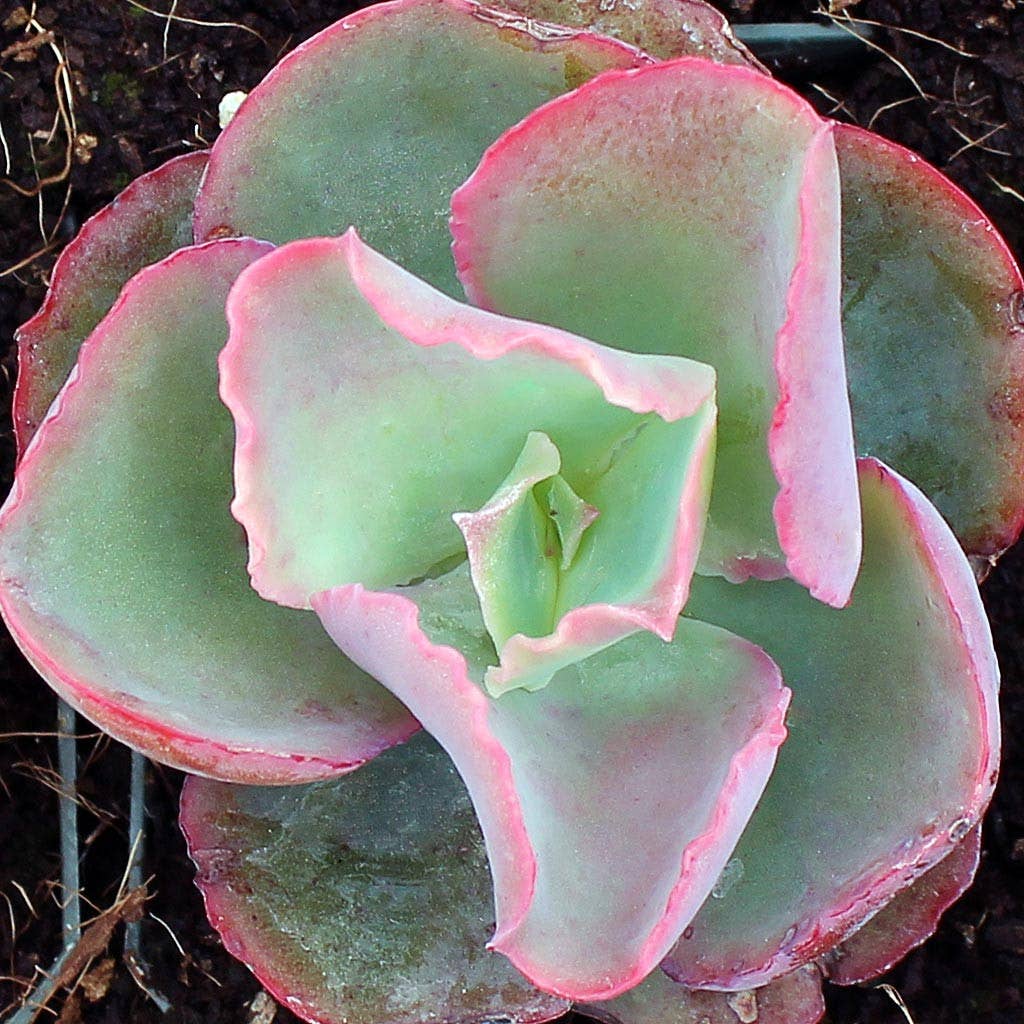Echeveria Dicks Pink