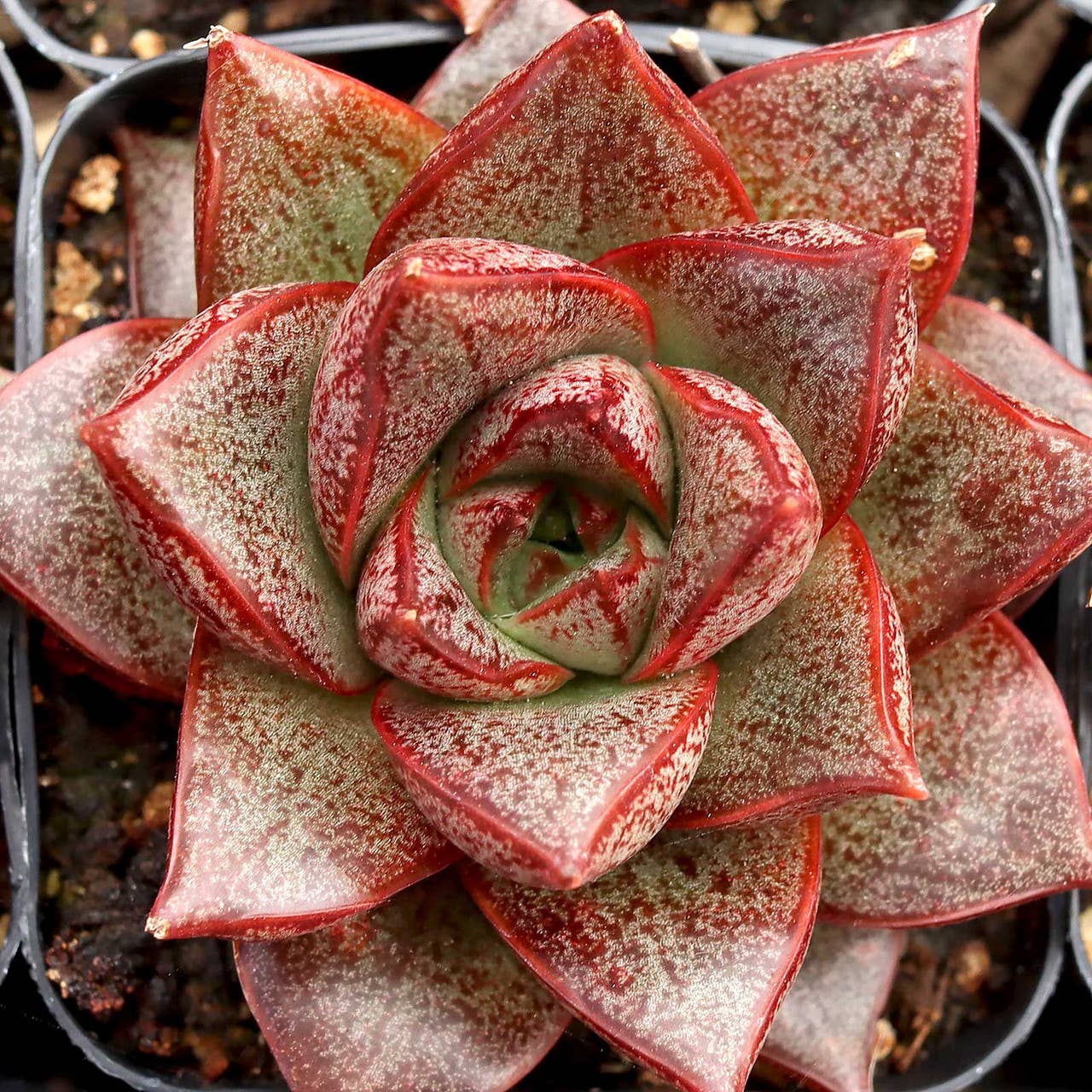 Echeveria Purpusorum Dionysos