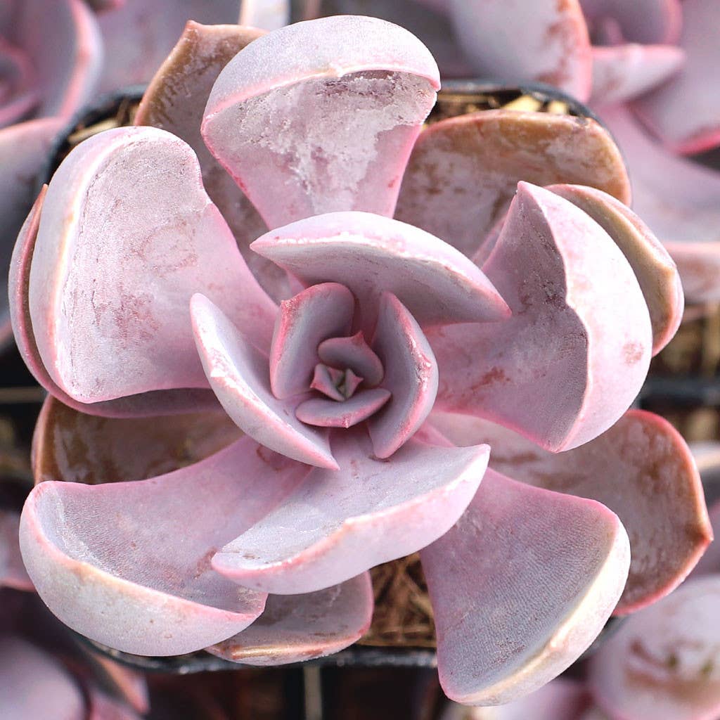 Echeveria Purple Pearl