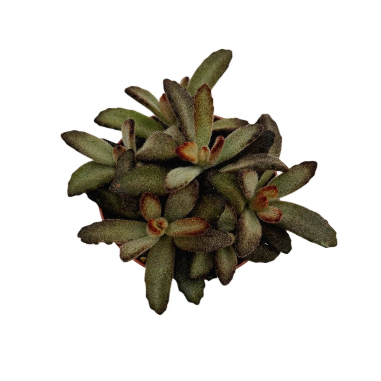 Chocolate Solider 4 Inch Kalanchoe Tomentosa