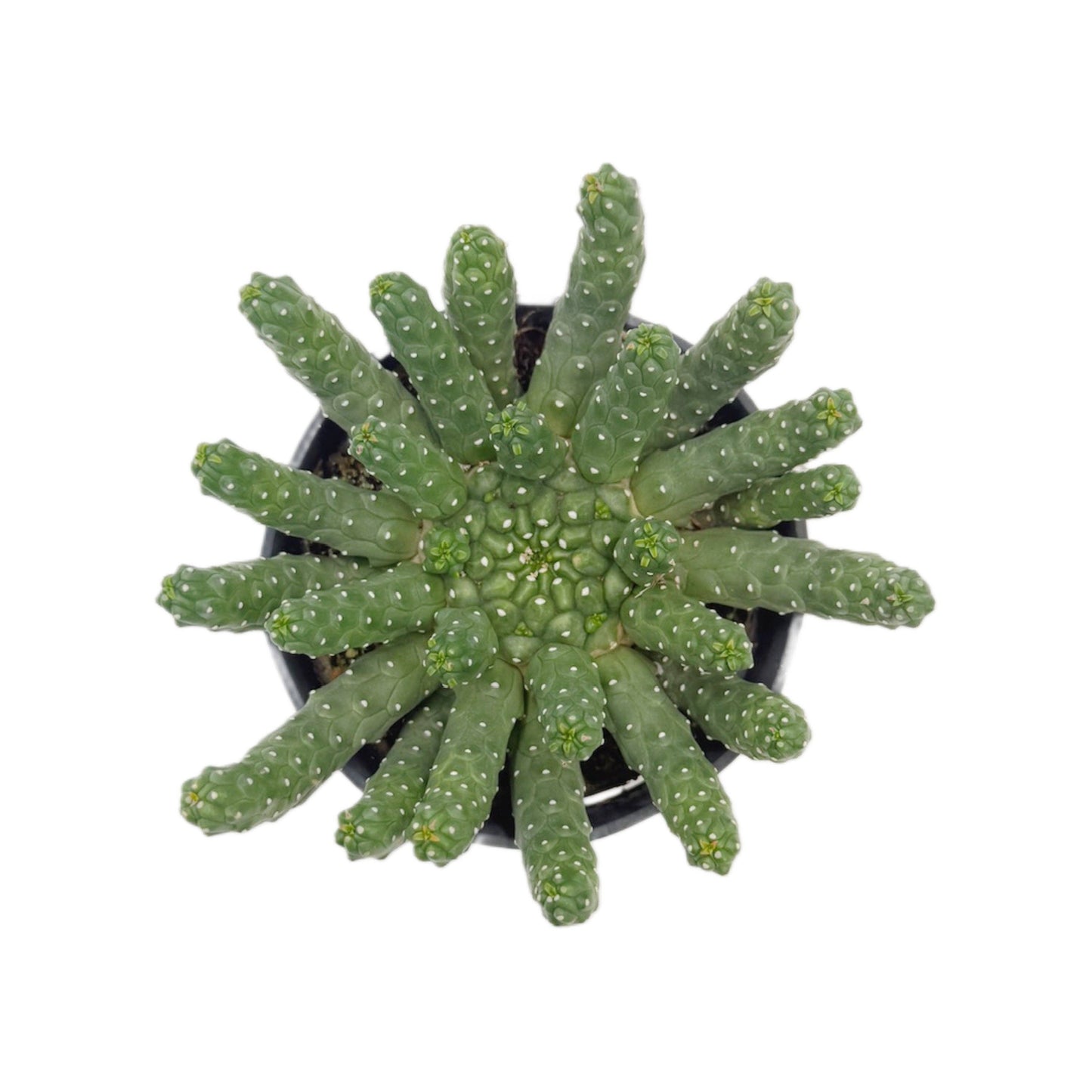 Medusa Head Euphorbia 3 5 Inch Euphorbia Inermis