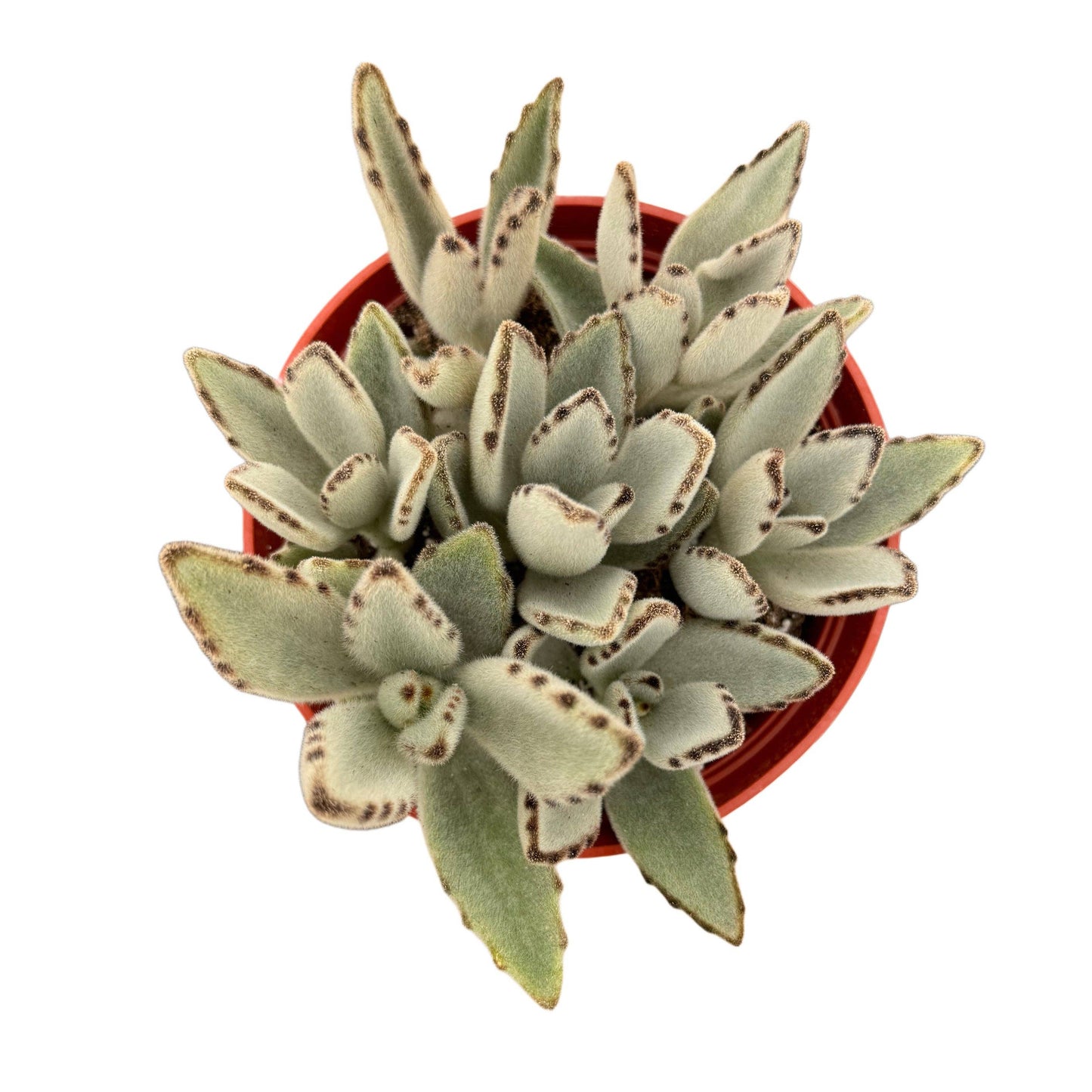 Panda Plant 4 Inch Kalanchoe Tomentosa