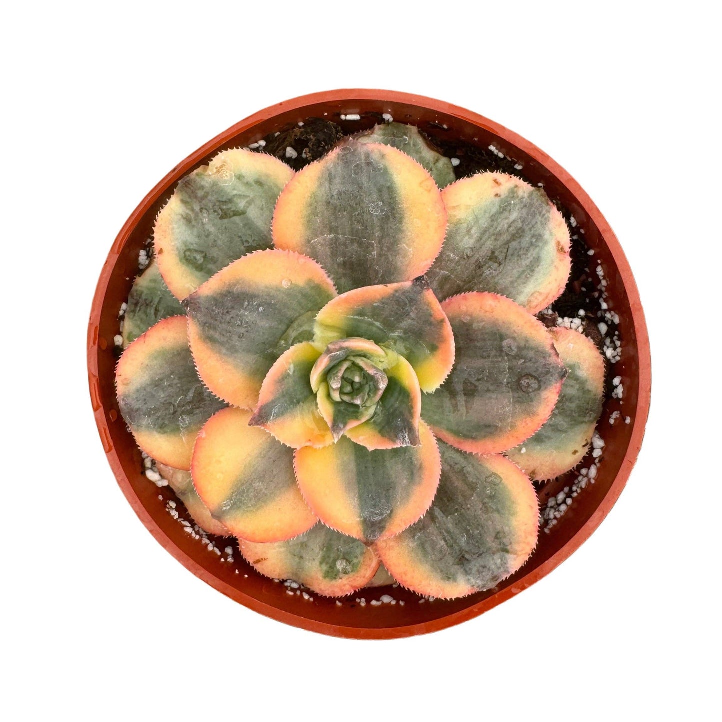 Sunburst Aeonium | 4 inch | Aeonium davidbramwellii 'Sunburst'