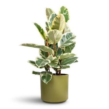 Ficus Tineke-4in