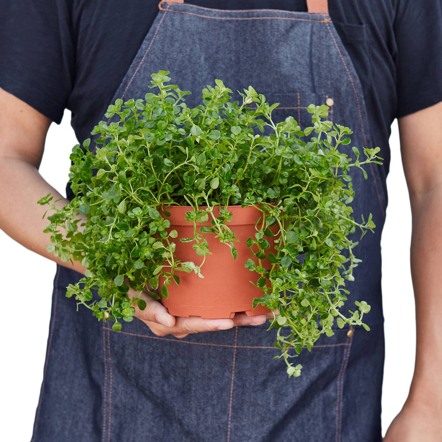 NETTLE BABY TEAR 6-inch - Glass Garden Studio