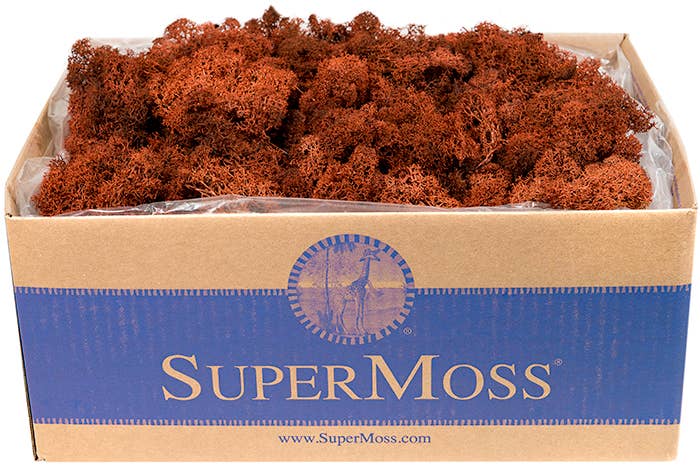 Reindeer Moss Preserved 3lb Bulk Box - Glass Garden Studio