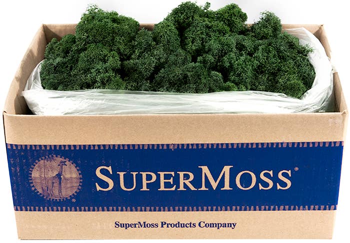 Reindeer Moss Preserved 3lb Bulk Box - Glass Garden Studio
