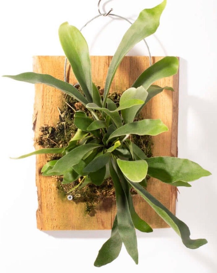 Staghorn Wall Art - Glass Garden Studio
