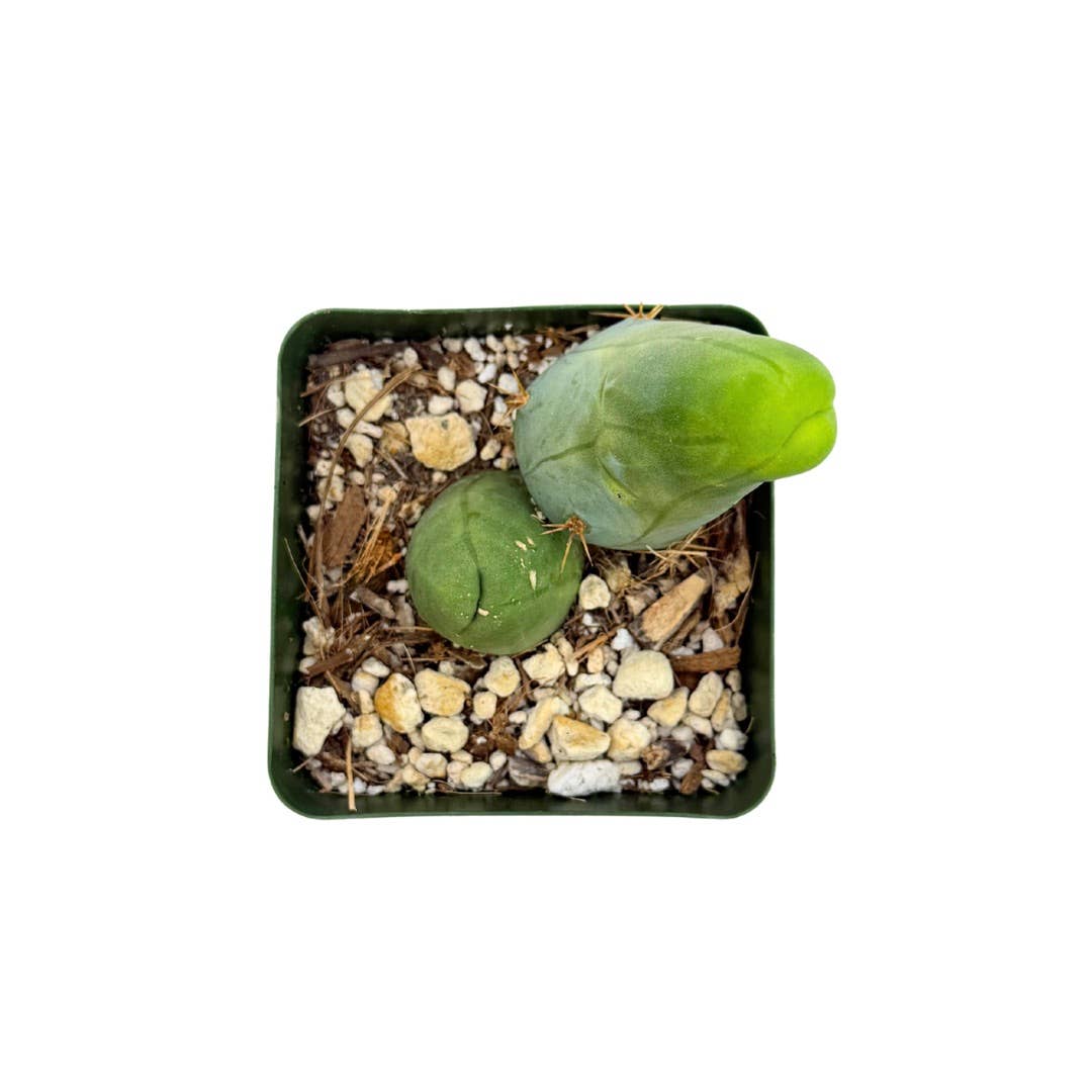 Penis Cactus | 3.25 inch | Trichocereus bridgesii monstrose
