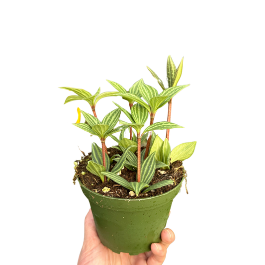 4" Peperomia Parallel (Peperomia tetraphylla) – Houseplant