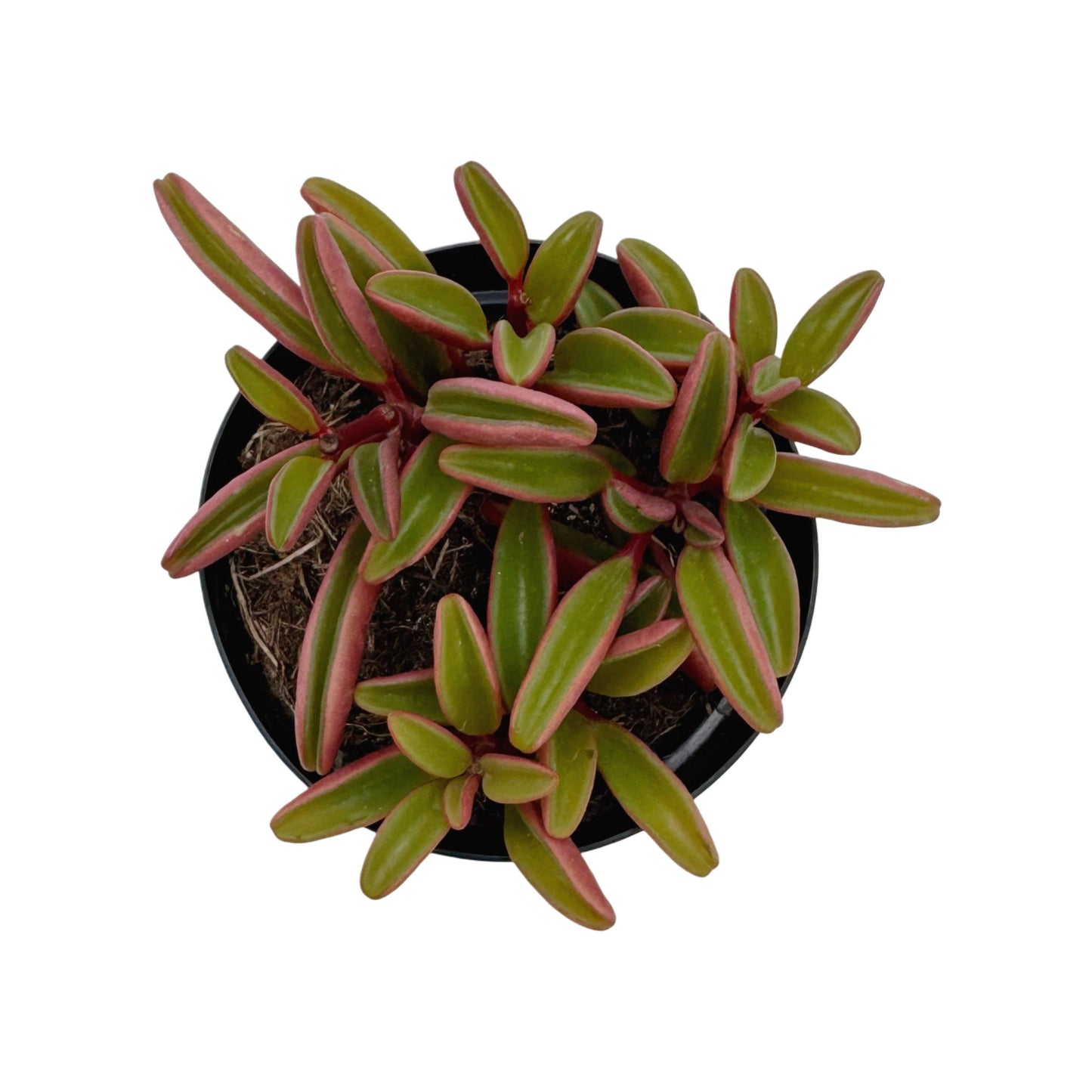 Ruby Glow 3 5 Inch Peperomia Graveolens