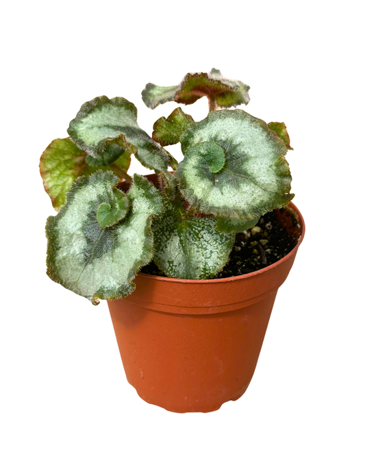 4" Begonia Escargot - Begonia Rex Escargot – Wholesale Plant