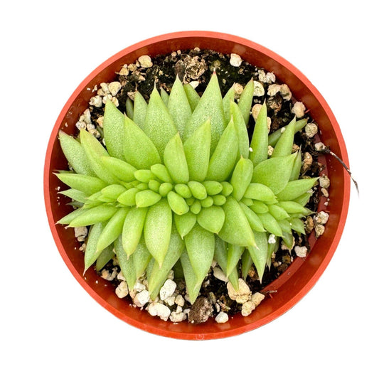 Succ Echeveria Crested (moon shape) 4in