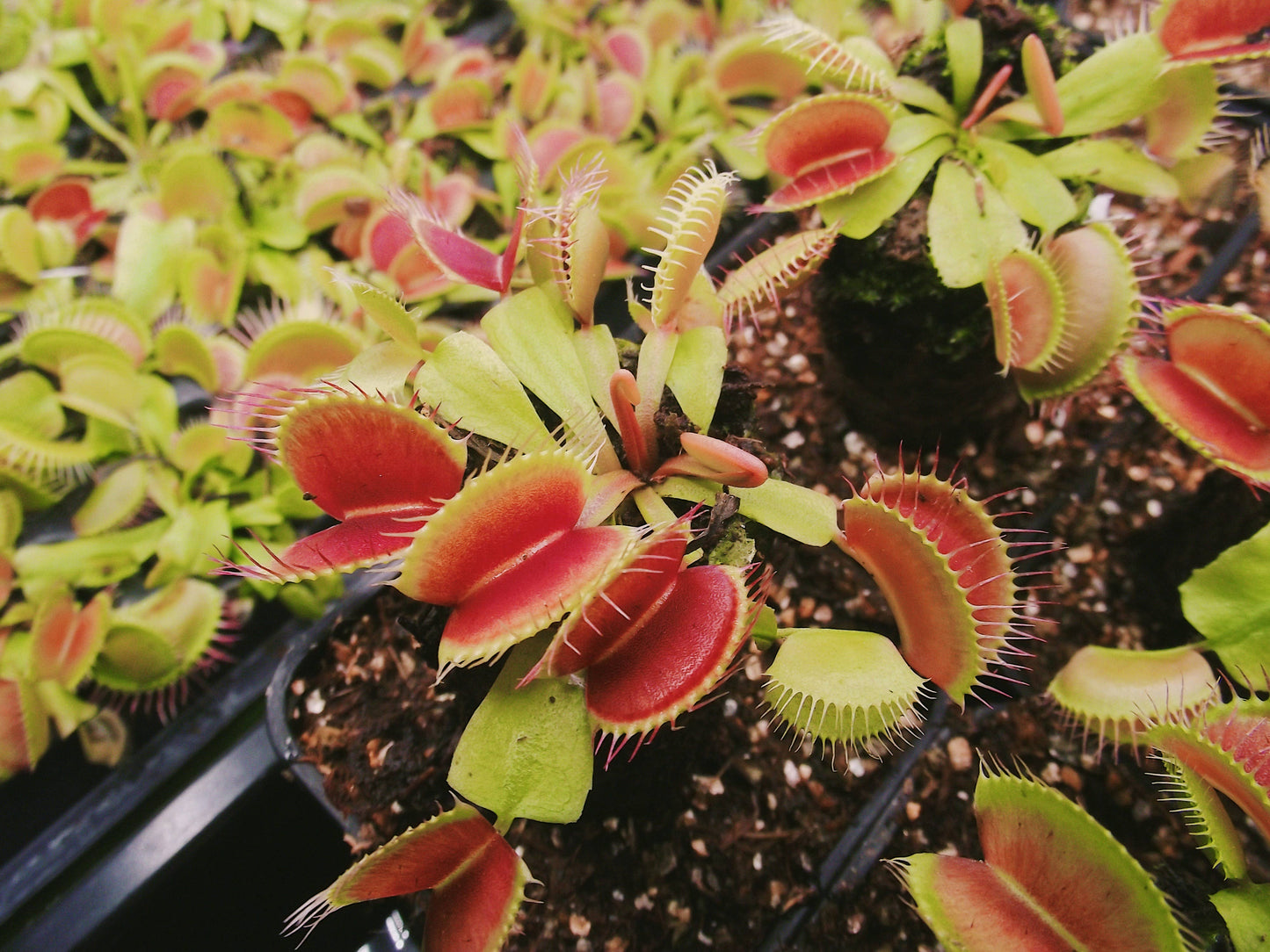 Venus Fly Trap Dionaea Mammoth Carnivorous Plant