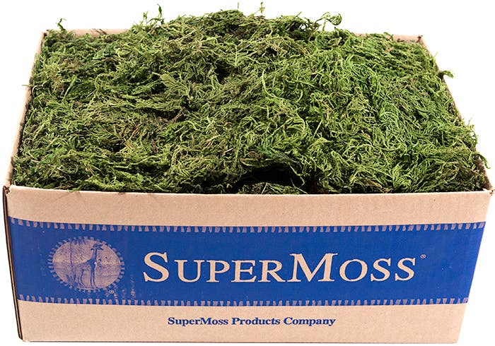 Forest Moss Preserved Bulk