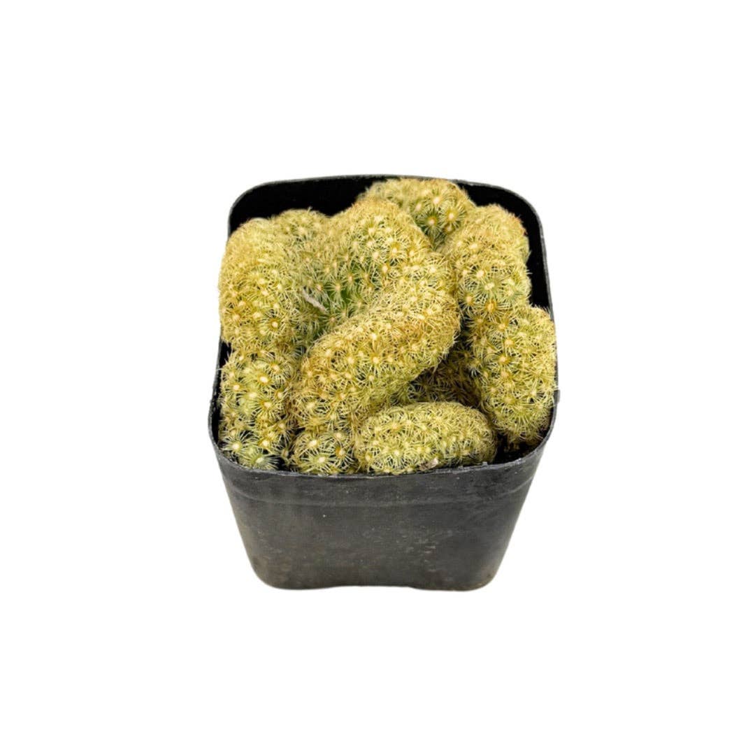 Crested Brain Cactus | 2 inch | Mammillaria elongata criststa