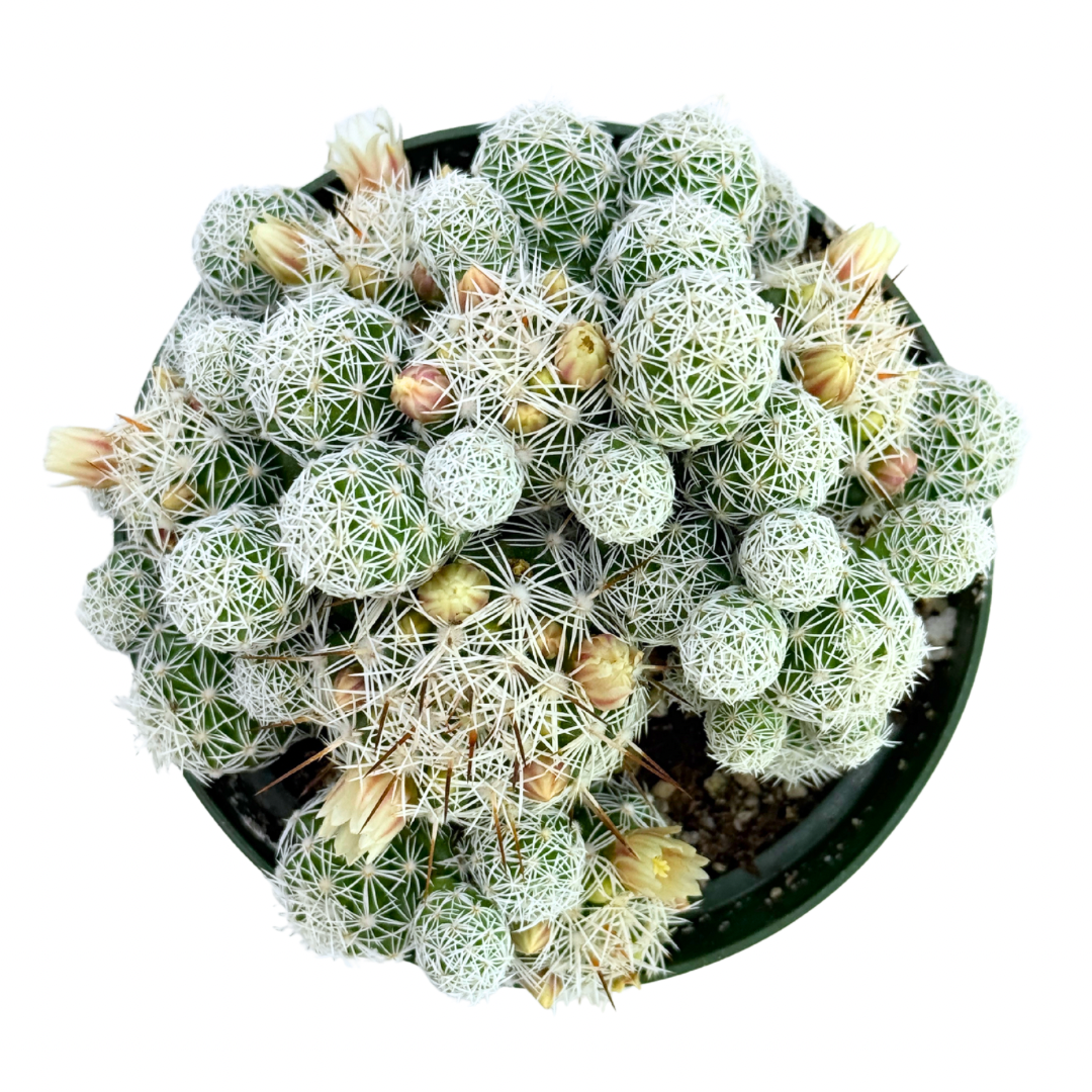 Thimble Cactus 4 Inch Mammillaria Gracilis Fragilis