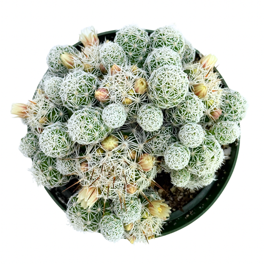 Thimble Cactus 4 Inch Mammillaria Gracilis Fragilis