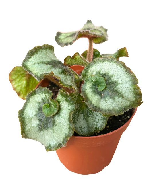 4" Begonia Escargot - Begonia Rex Escargot – Wholesale Plant