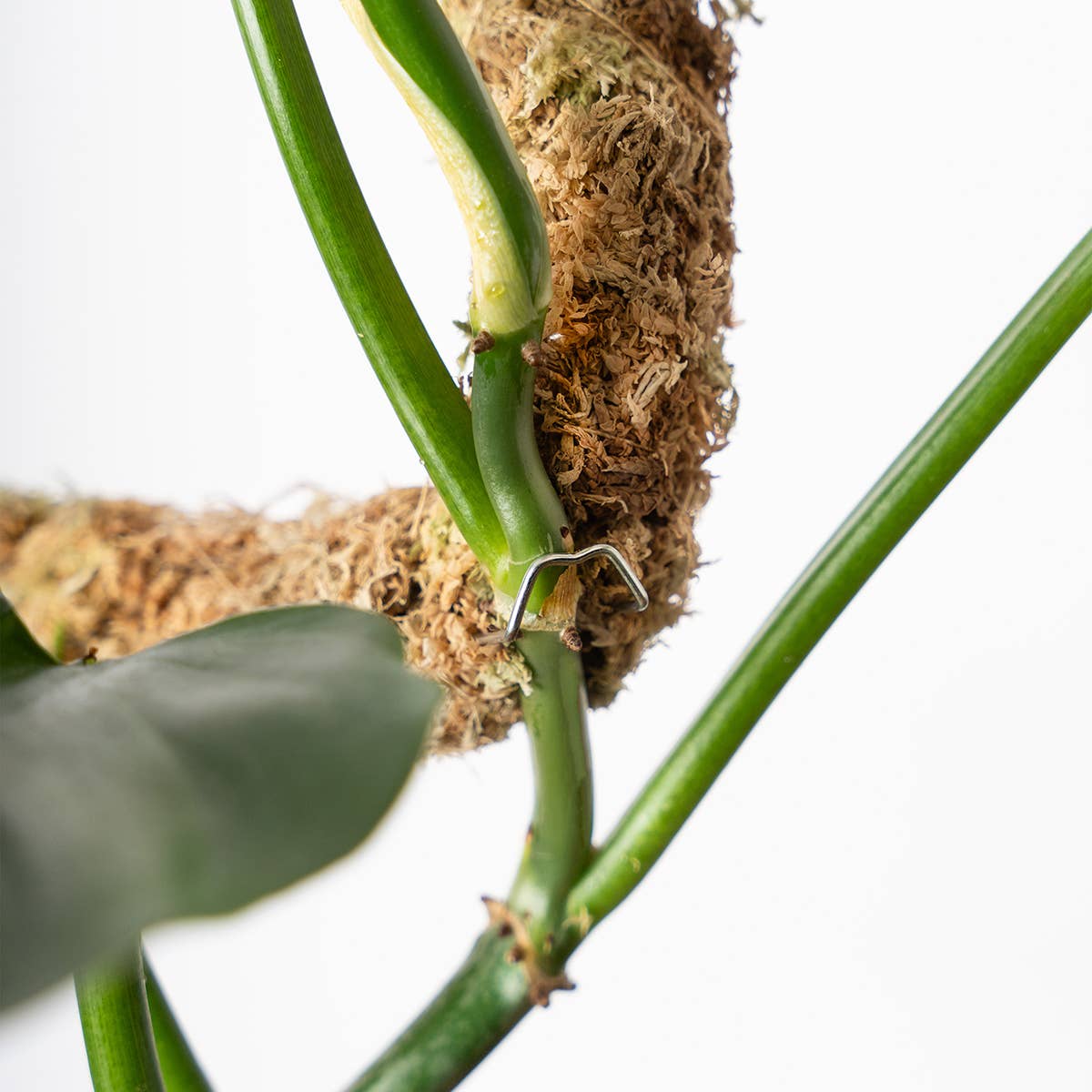 The SuperMoss Bendable SuperPole.