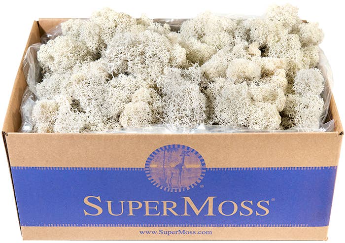 Reindeer Moss Preserved 3lb Bulk Box