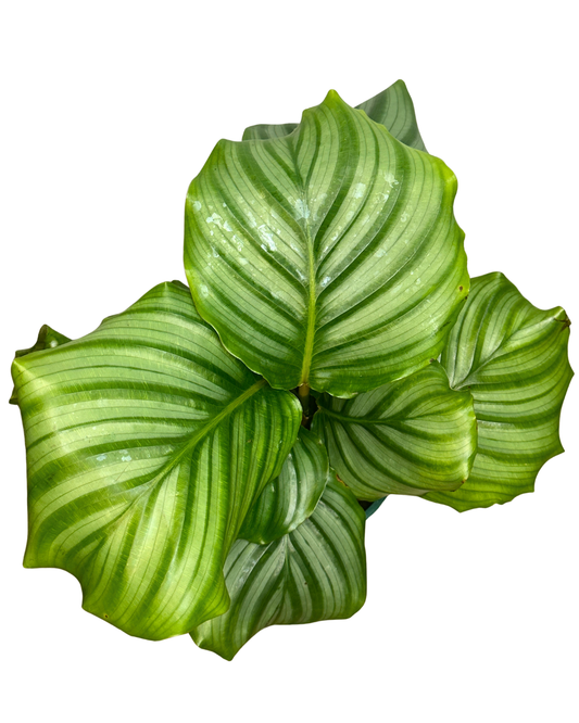 4" Calathea Orbifolia – Wholesale Live Plant